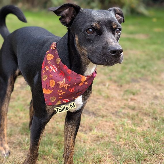 Bandana porte-médaille Chuchotement d’automne