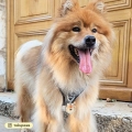 Médaille Eurasier